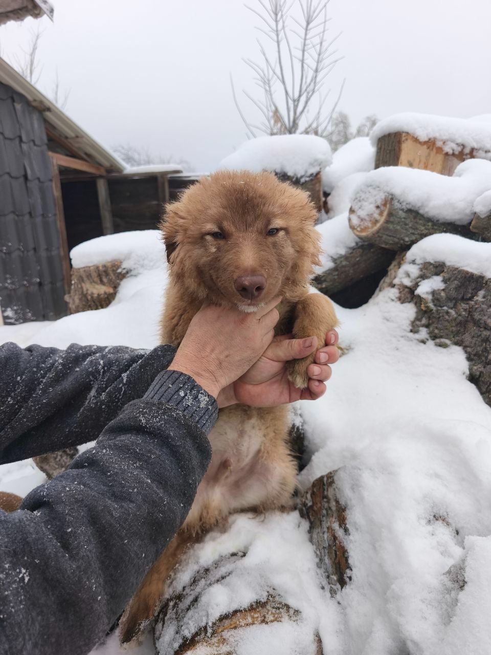 Цуценята у відповідальні руки