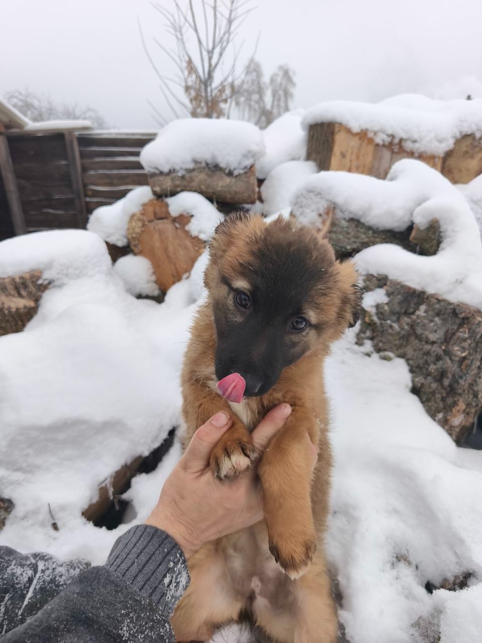 Цуценята у відповідальні руки