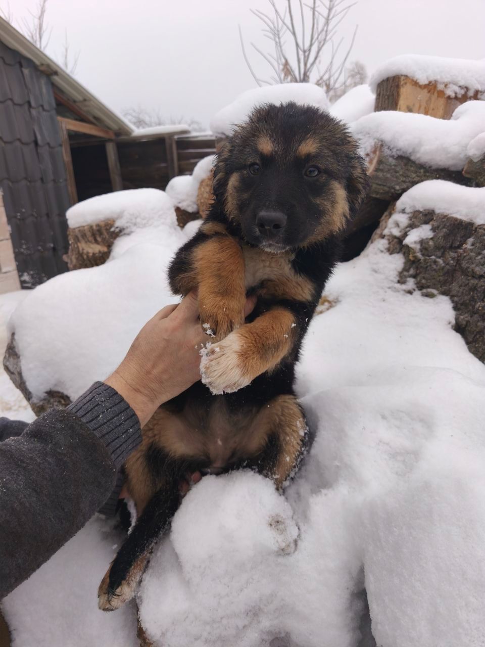 Цуценята у відповідальні руки