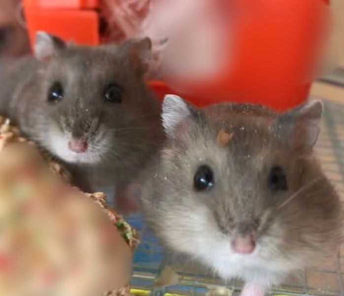 Домашній джунгарик хом'як хомячок