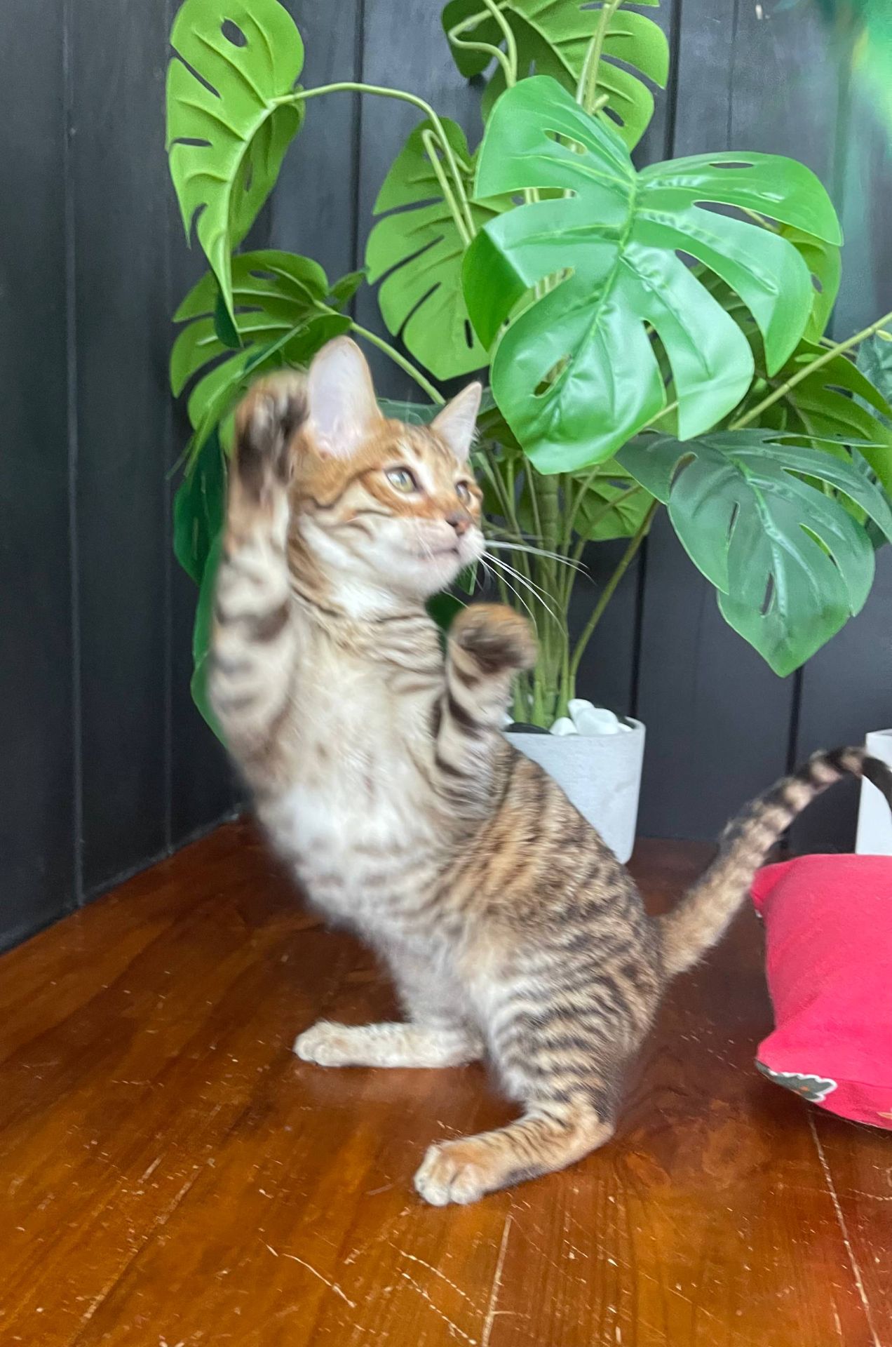 Котик породи Тойгер- Фенікс