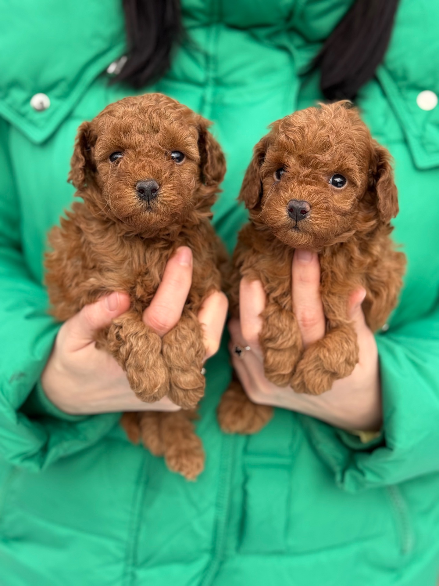 Цуценята(хлопчики) той пудель На