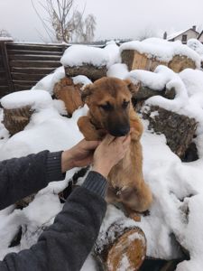 Цуценята у відповідальні руки