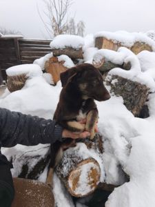 Цуценята у відповідальні руки