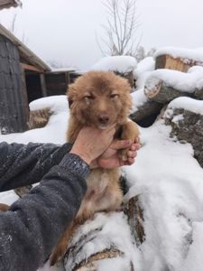 Цуценята у відповідальні руки