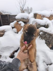 Цуценята у відповідальні руки