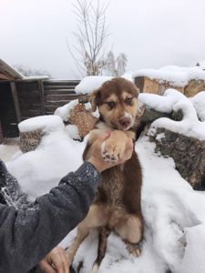 Цуценята у відповідальні руки