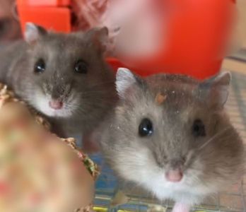 Домашній джунгарик хом'як хомячок