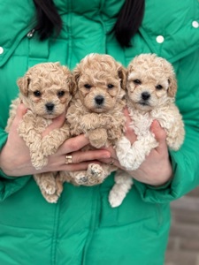 Цуценята пушон