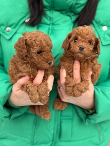 Цуценята(хлопчики) той пудель На