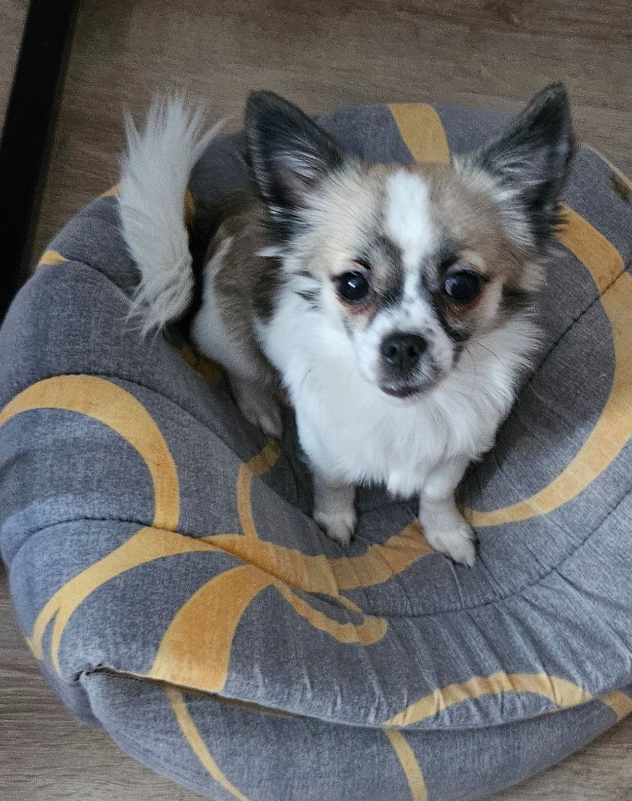 Продам цуценята чихуахуа