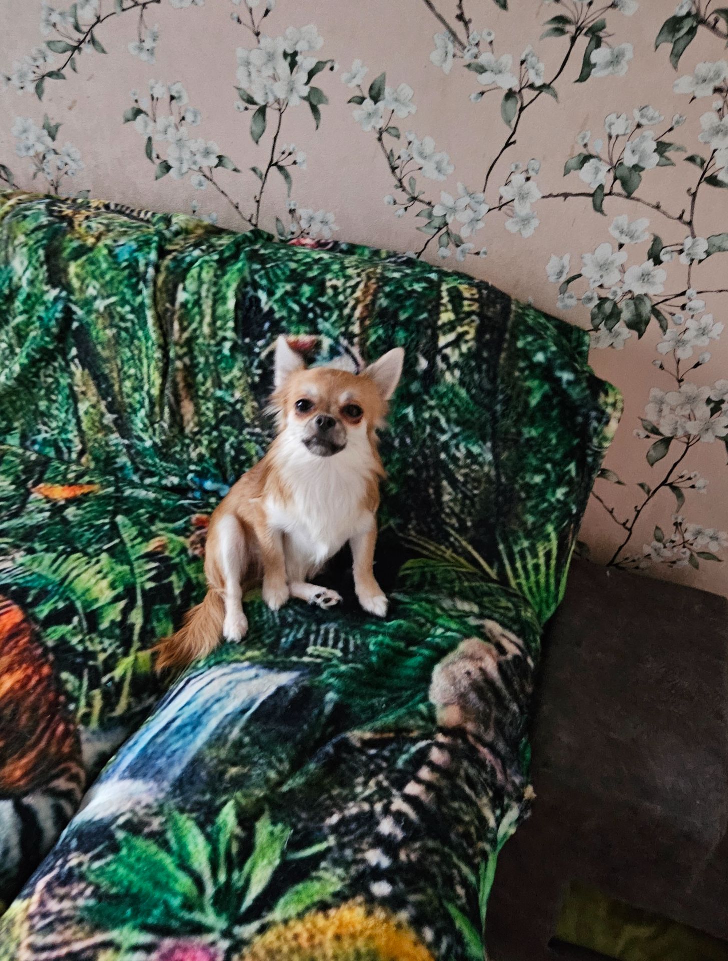 Продам цуценята чихуахуа