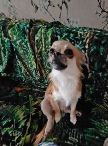 Продам цуценята чихуахуа