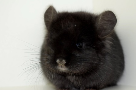 Ангорский бархатный мальчик с шикарными формами