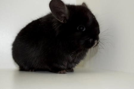 Ангорский бархатный мальчик с шикарными формами