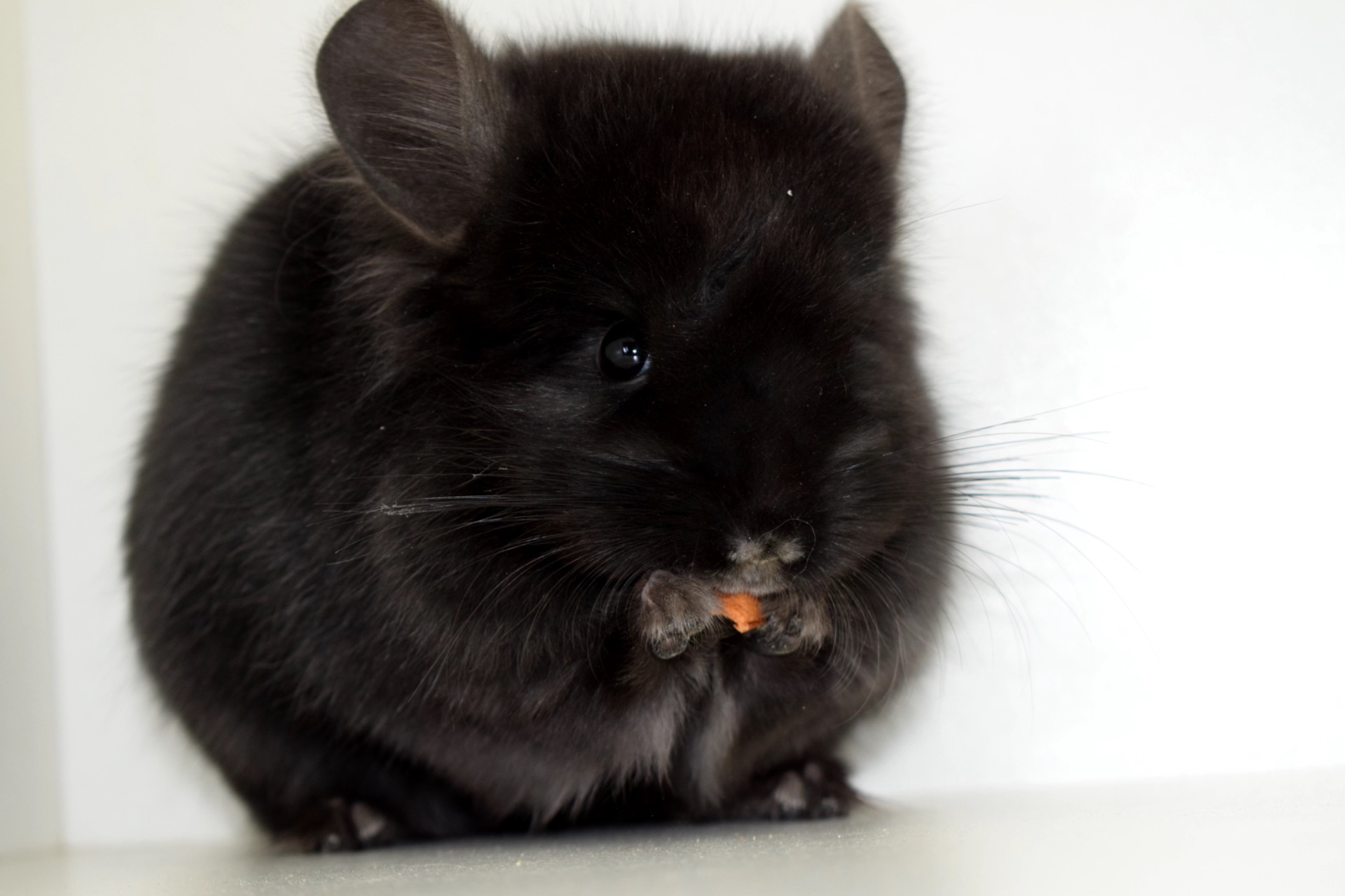 Ангорский бархатный мальчик с шикарными формами