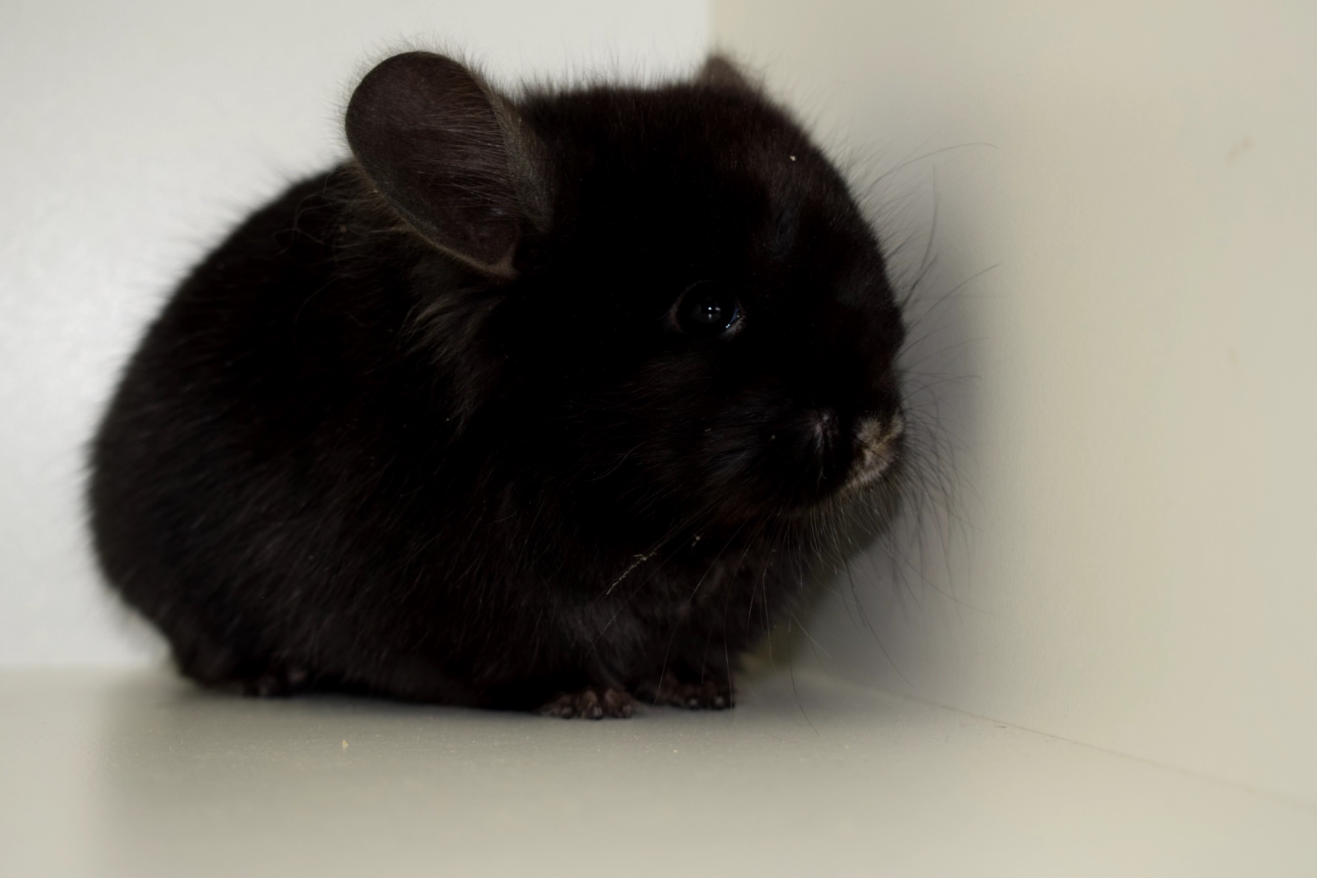 Ангорский бархатный мальчик с шикарными формами