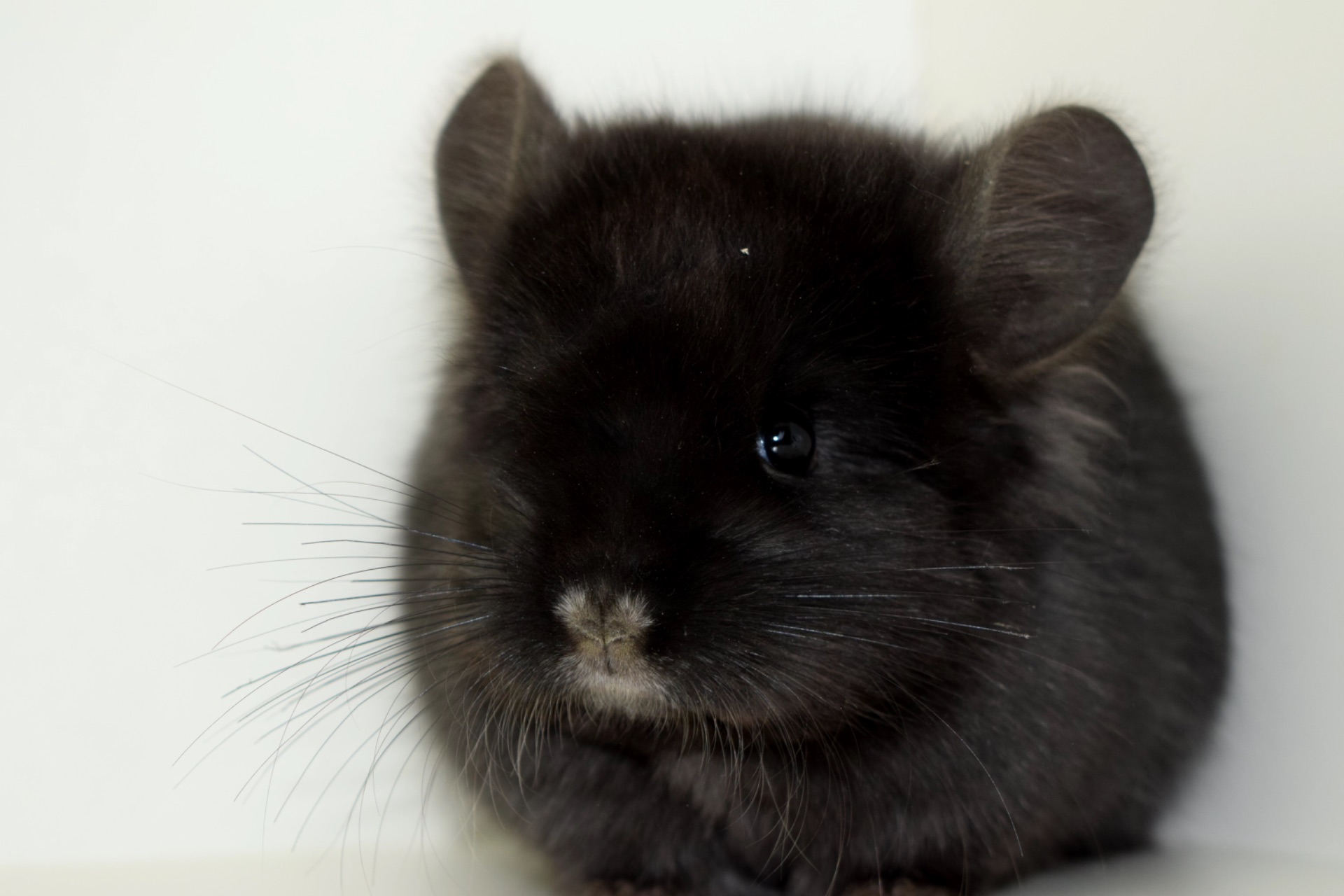 Ангорский бархатный мальчик с шикарными формами