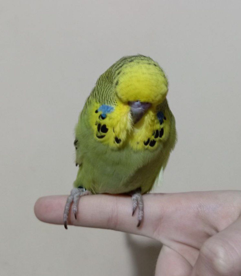 Виставковий хвилястий чех