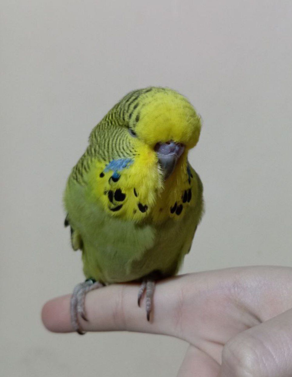 Виставковий хвилястий чех