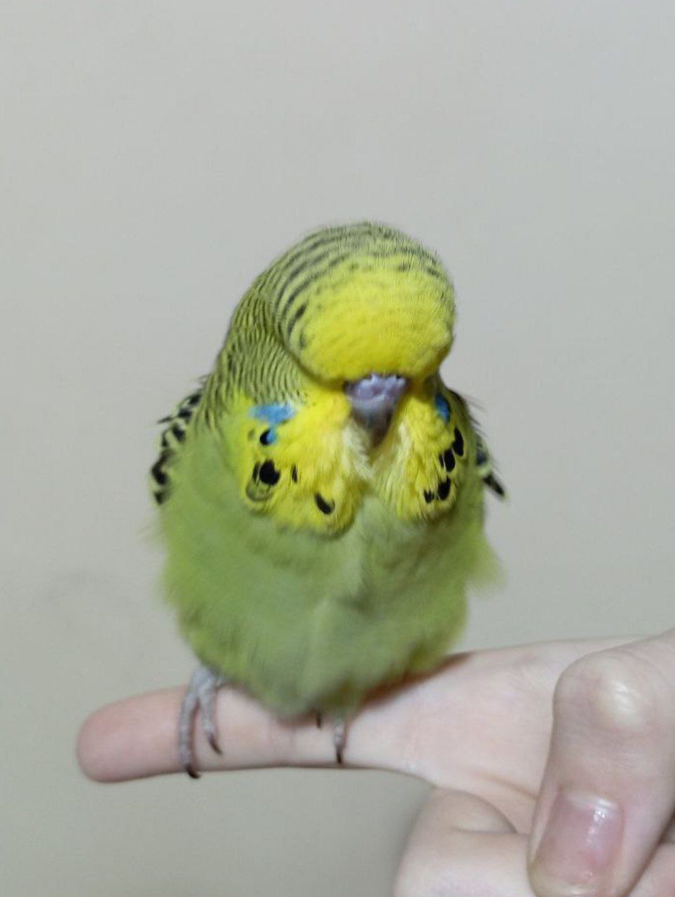 Виставковий хвилястий чех