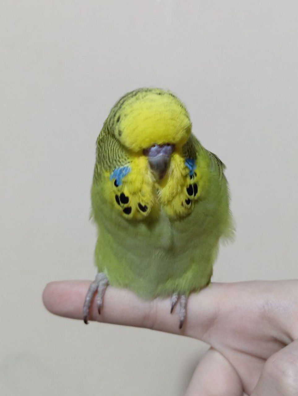 Виставковий хвилястий чех