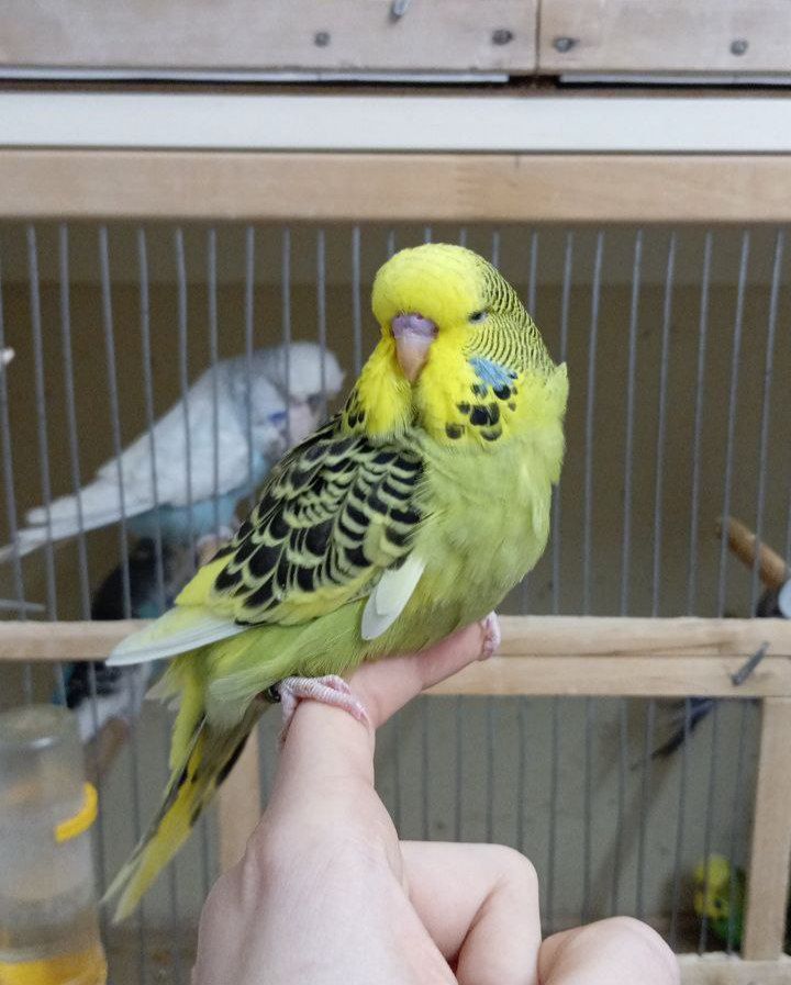 Виставковий хвилястий чех