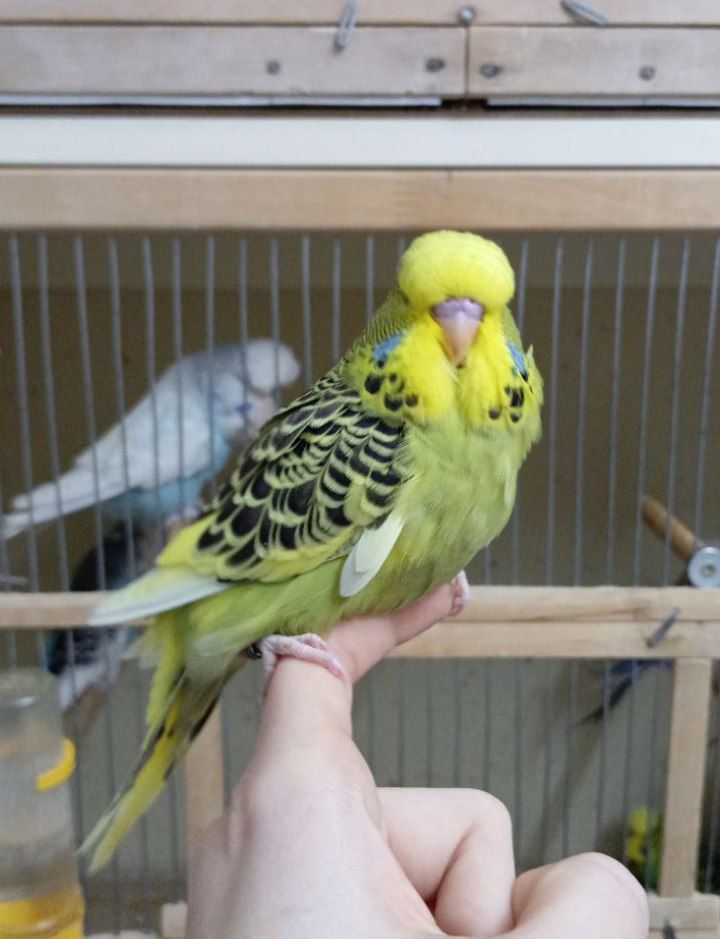 Виставковий хвилястий чех