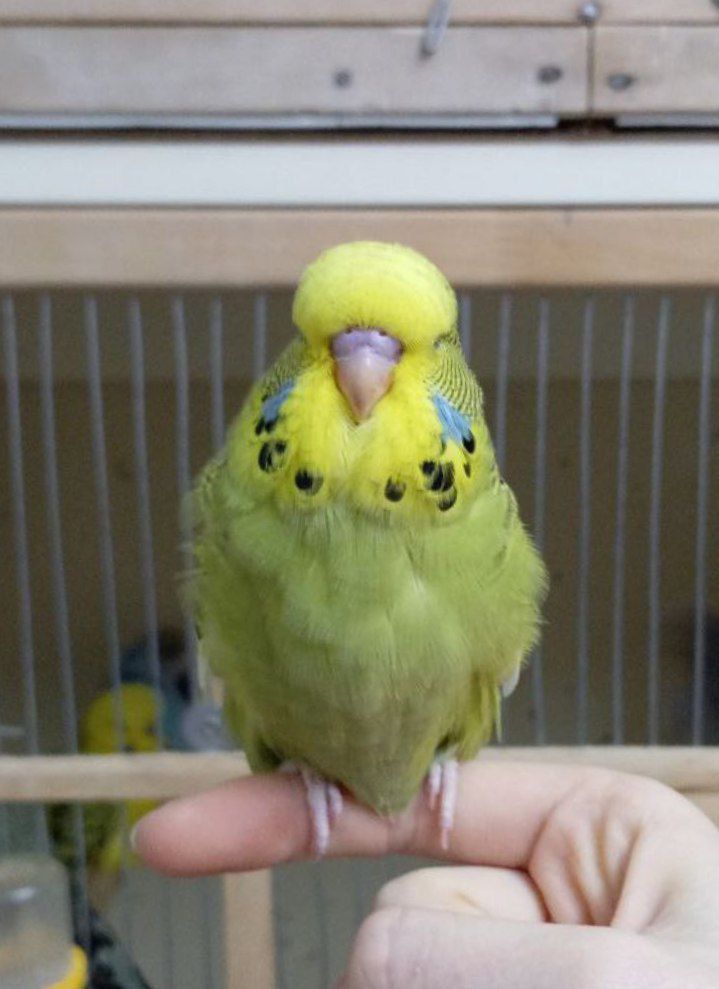 Виставковий хвилястий чех