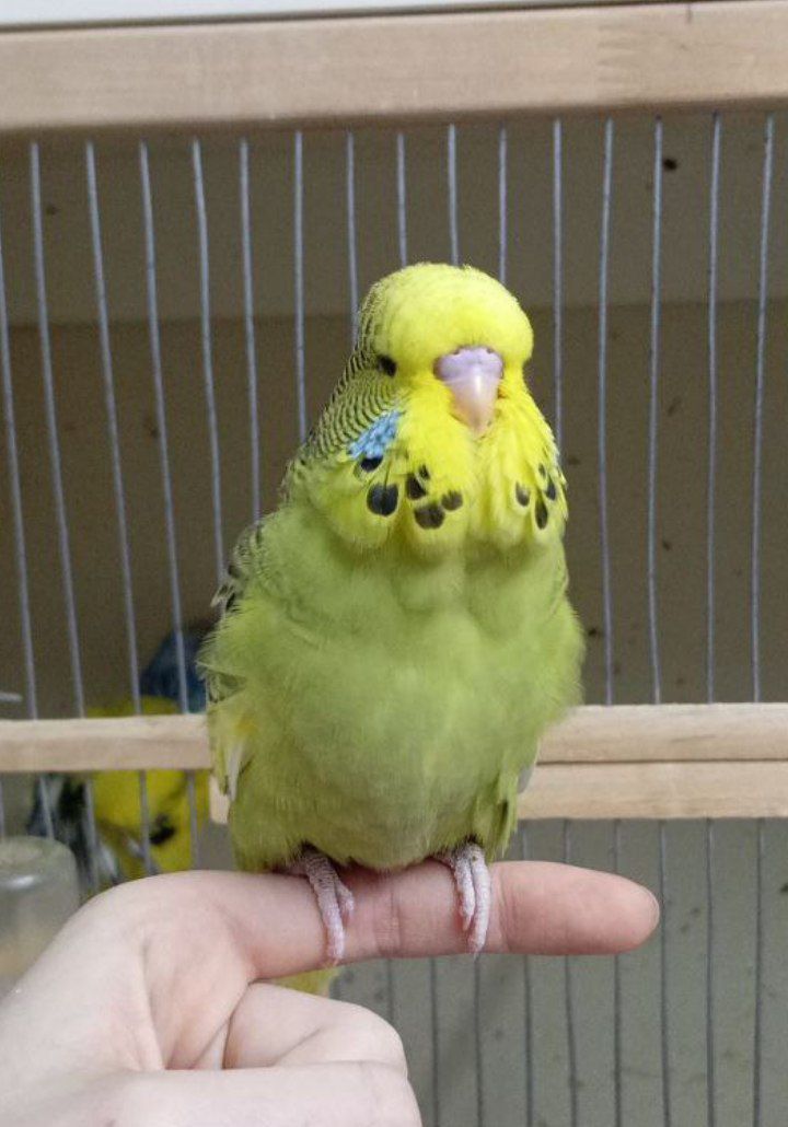 Виставковий хвилястий чех