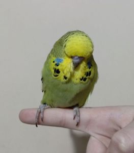 Виставковий хвилястий чех