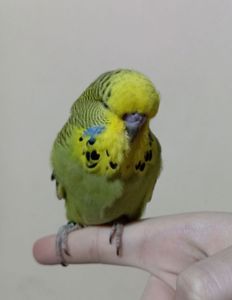 Виставковий хвилястий чех