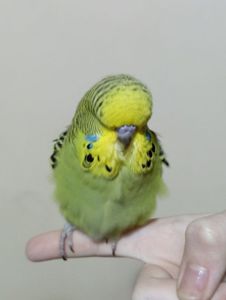 Виставковий хвилястий чех