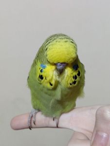 Виставковий хвилястий чех