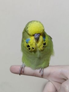 Виставковий хвилястий чех