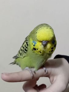 Виставковий хвилястий чех