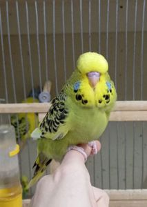 Виставковий хвилястий чех