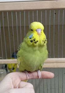 Виставковий хвилястий чех