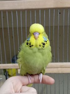 Виставковий хвилястий чех