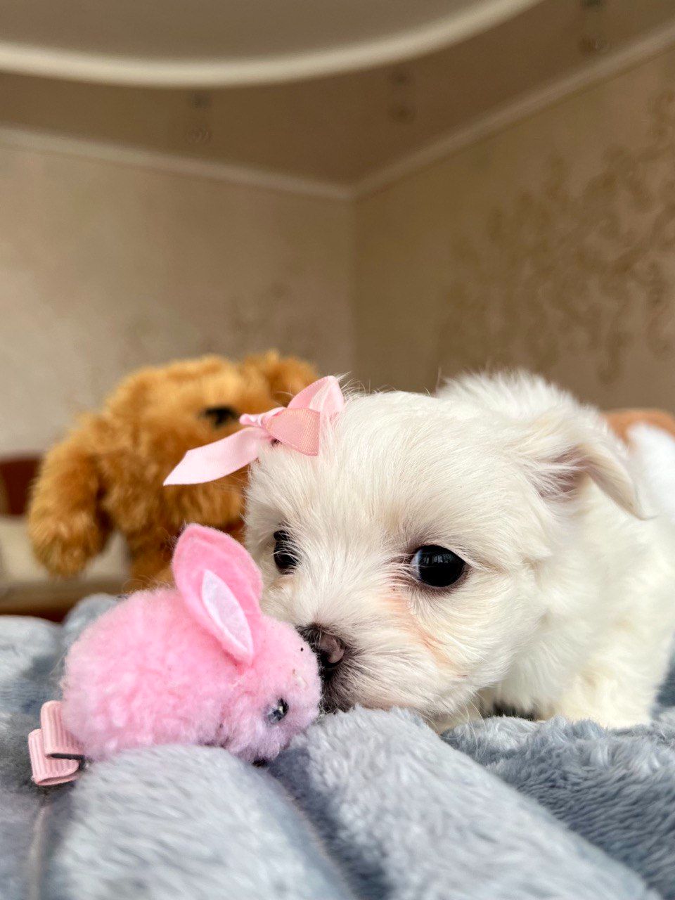 Малиші шукають люблячу родину