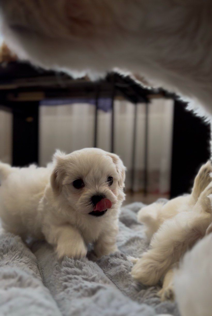 Малиші шукають люблячу родину