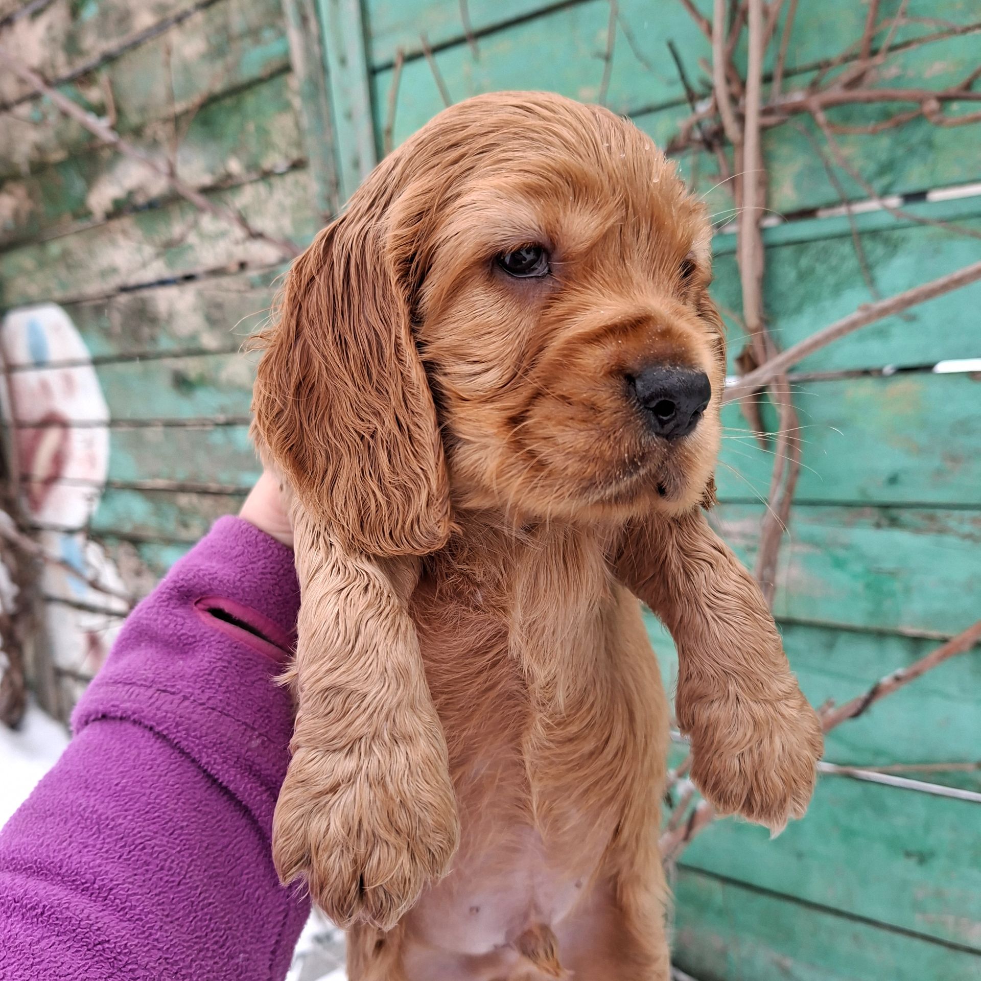 Діти англійського кокер спаніеля