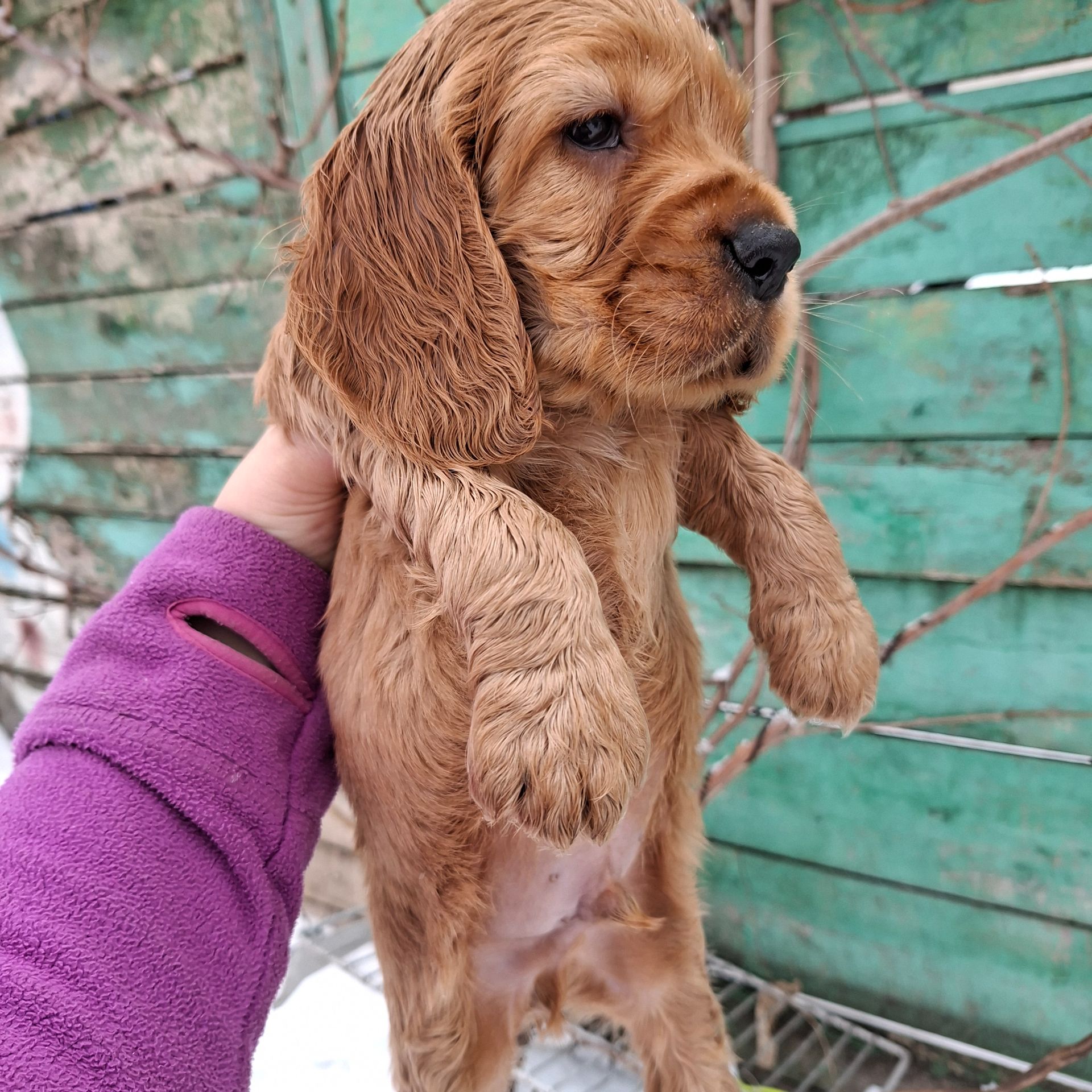Діти англійського кокер спаніеля