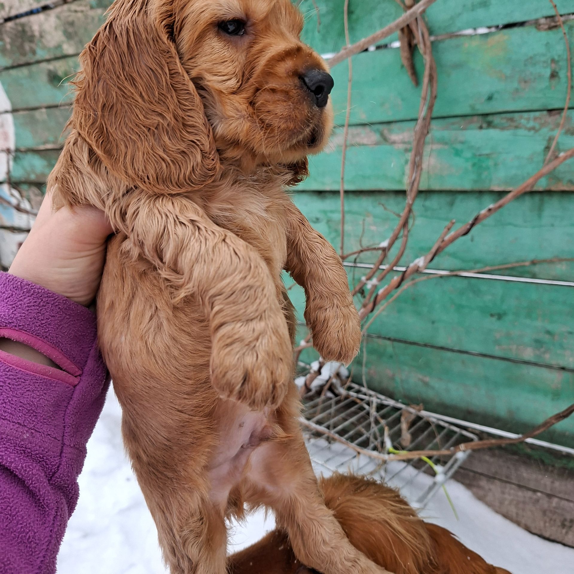 Діти англійського кокер спаніеля