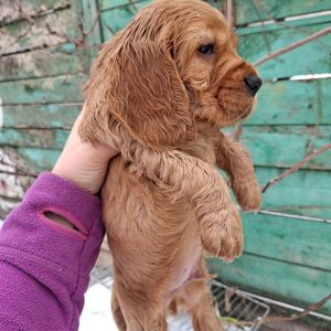 Діти англійського кокер спаніеля