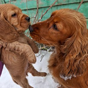 Діти англійського кокер спаніеля