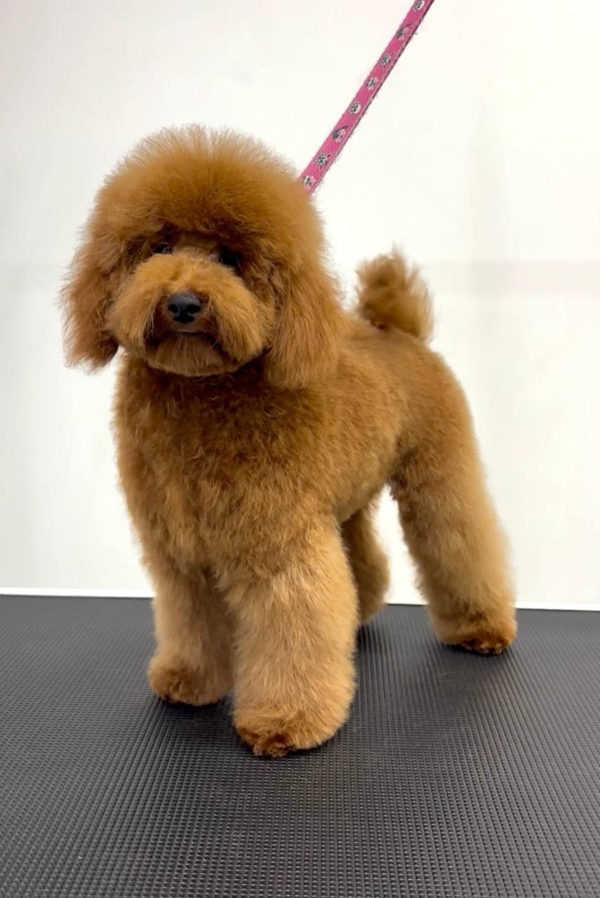 Пудель з документами КСУ