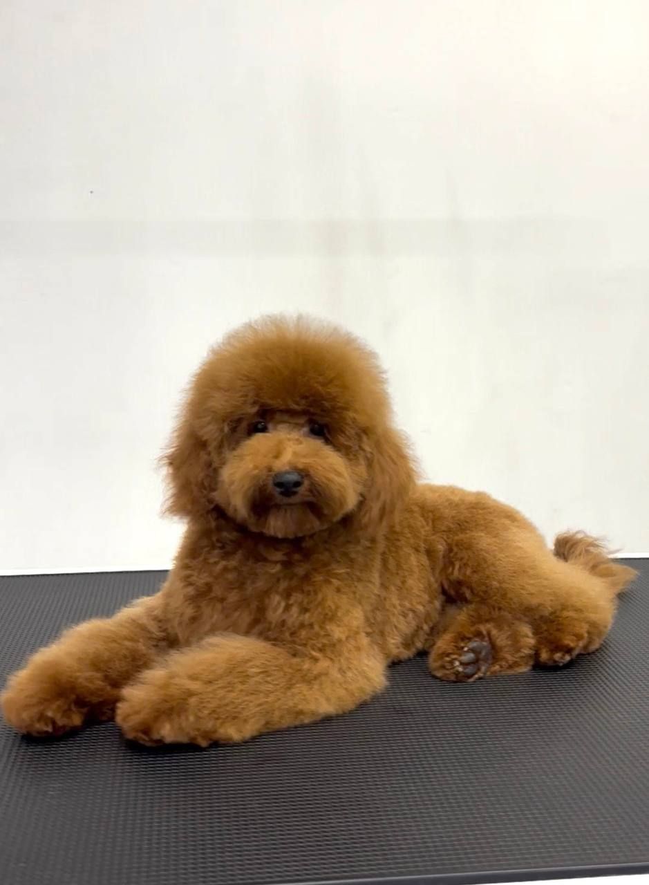 Пудель з документами КСУ