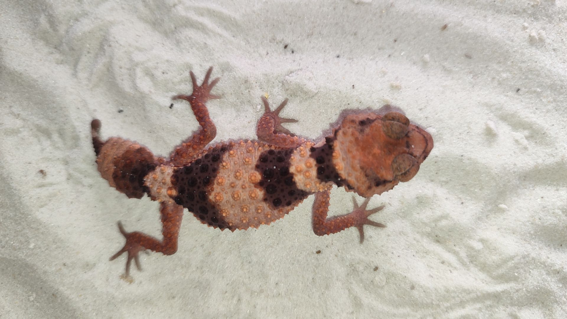 Nephrurus wheeleri cinctus, Шишкохвостий гекон