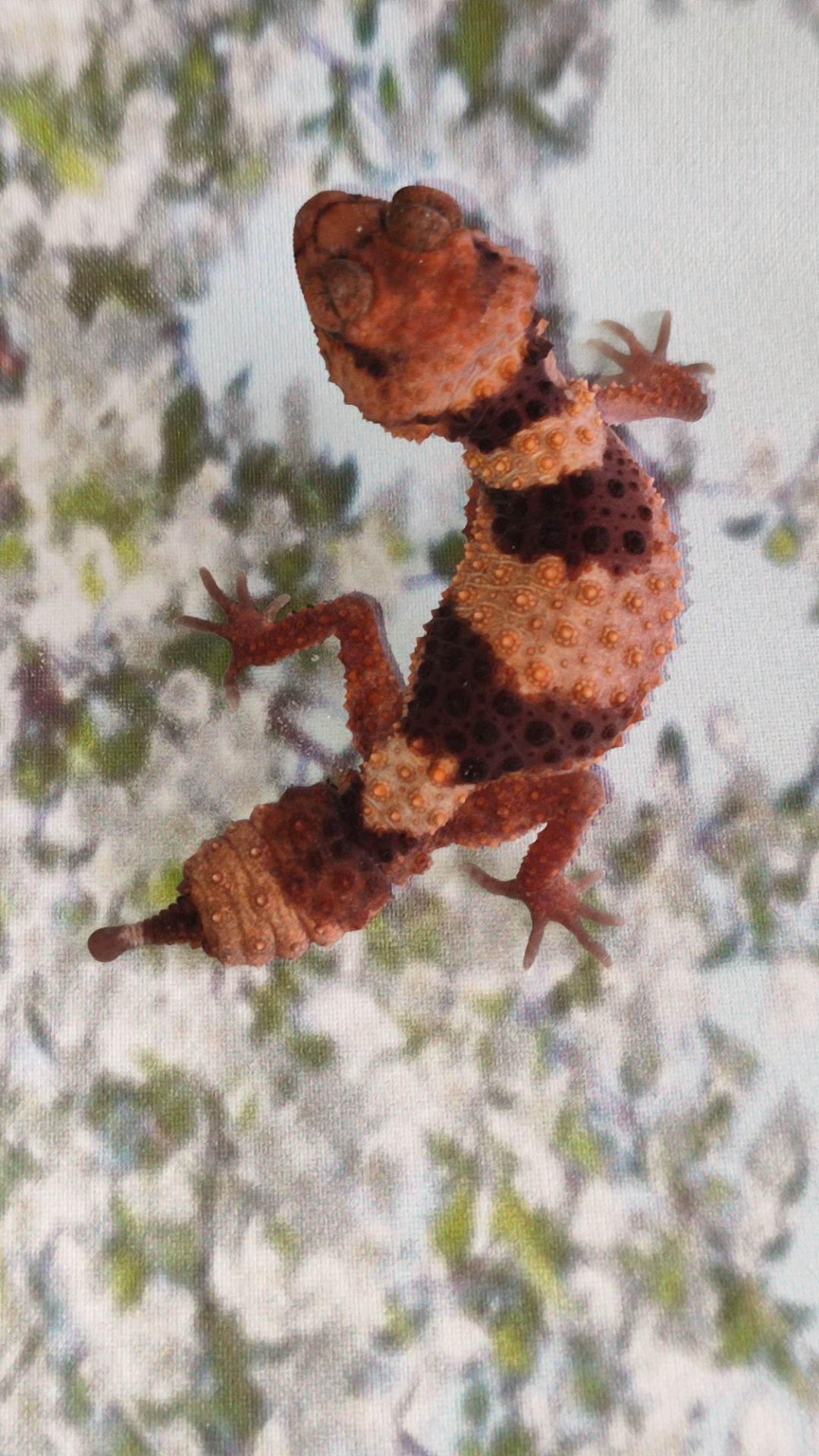 Nephrurus wheeleri cinctus, Шишкохвостий гекон